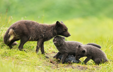 Adult Arctic fox feeding little cubs on a rainy day