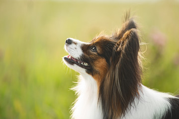 Gorgeous papillon dog standing in the field in fall. Profile portrait of Continental toy spaniel outdoors - obrazy, fototapety, plakaty