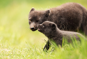 Fototapeta premium Female Arctic Fox with a cute little cub