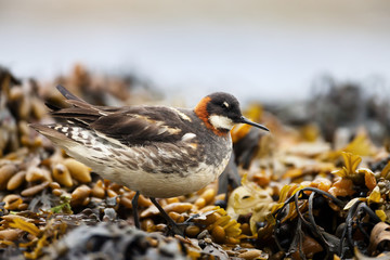 Close up of a Red-necked phalarope in seaweeds