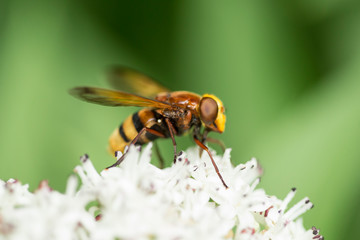 Volucella zonaria feeding on white flower.