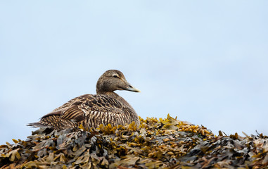 Common eider female lying in seaweeds