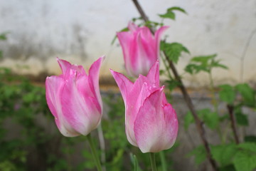 Tulipes roses