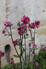 Ancolies double, mauves