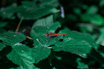 Red dragonfly on green leaves. Dragonfly sits on a branch with leaves