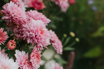  pink winter chrysanthemum flowers with space for text. garden chrysanthemum