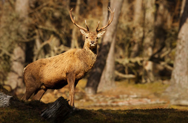 Red deer stag standing in the woods