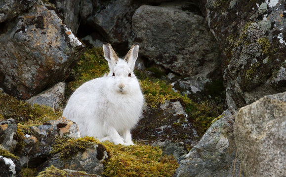 Close up of a Mountain hare in the highlands