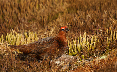Male red grouse in the field of heather in autumn