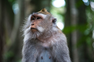 Monkey in Bali