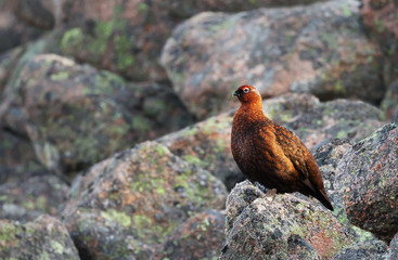 Male red grouse perched on rocks