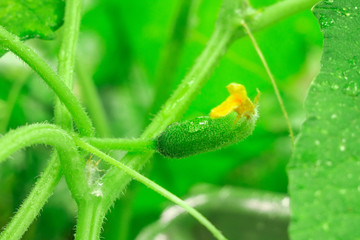 small green cucumber close-up agriculture