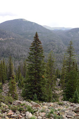 forest in the mountains