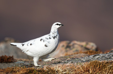 Close up of a male Rock Ptarmigan