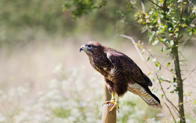 Common Buzzard perched on a wooden post in the meadow