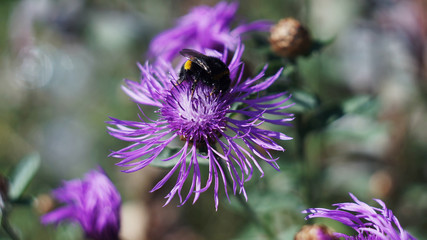 bumblebee on a purple flower.