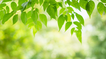 Fototapeta na wymiar Spring nature green tree leaves on blurred background