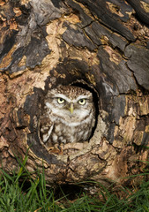 Close up of a Little owl perched in a tree trunk