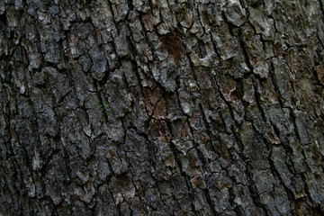 bark of a tree