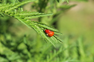 Coccinelles en copulation