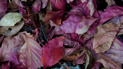 fallen bright reddish grape leaves