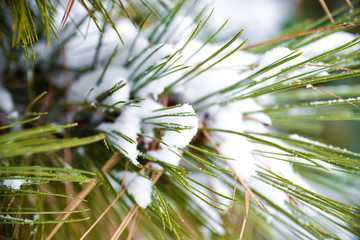 Pine Needle Covered In White Snow On A Very  Cold and Freezing Winter Morning