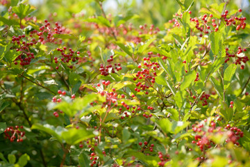 Red ripe berries of viburnum. A branch of red viburnum in the garden or in the forest. Autumn berry, colorful natural background. Wallpaper or image for design with viburnum. Guelder rose.