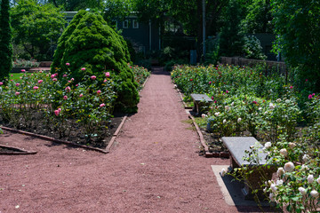 Fototapeta na wymiar Path with Roses and Benches at the Merrick Rose Garden in Evanston Illinois
