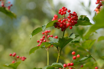 Red ripe berries of viburnum. A branch of red viburnum in the garden or in the forest. Autumn berry, colorful natural background. Wallpaper or image for design with viburnum. Guelder rose.