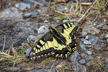 yellow butterfly