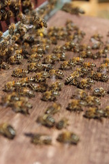Abeilles en train de ventiler la ruche