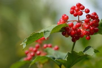 Red ripe berries of viburnum. A branch of red viburnum in the garden or in the forest. Autumn berry, colorful natural background. Wallpaper or image for design with viburnum. Guelder rose.