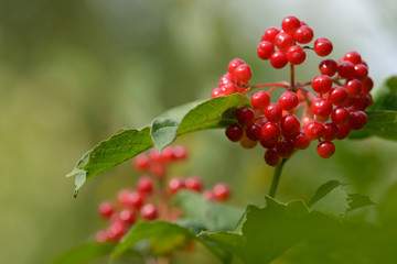Red ripe berries of viburnum. A branch of red viburnum in the garden or in the forest. Autumn berry, colorful natural background. Wallpaper or image for design with viburnum. Guelder rose.