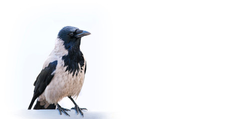 Naklejka premium Gray crow (Corvus cornix) sitting on a perch, isolated on a white background