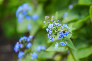 Ladybug on blue flower. Background with a cute ladybug and blue spring flowers