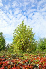 Autumn forest in September in Northern Russia