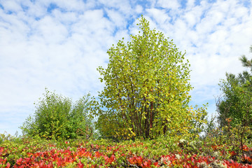 Bright colors of nature in September in Yamal