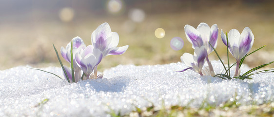 Crocus blossomed on a spring sunny day. A beautiful blue primrose on a background of brilliant...