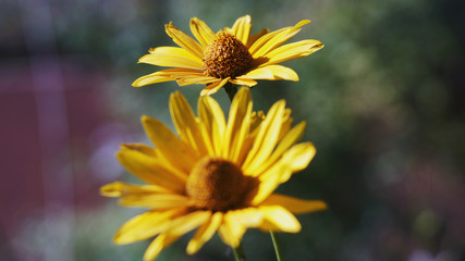 two yellow flowers with focus on the far