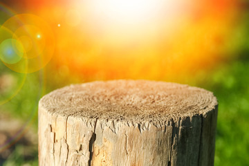 Naklejka premium beautiful stump in nature in the park