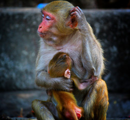 macaque monkey mother with her baby