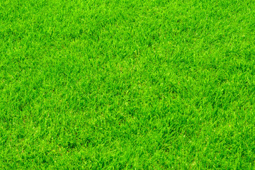 texture background of green lawn grass