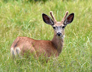 deer in the grass