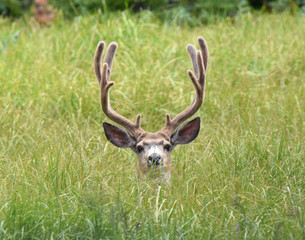 Large Buck Peeking through the grass