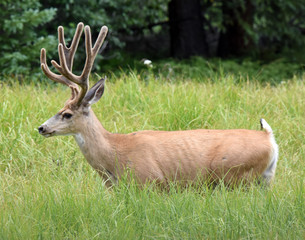 Buck strolling in meadow