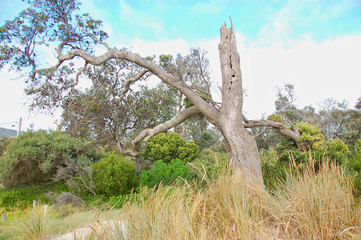 Fototapeta premium an old tree on a field