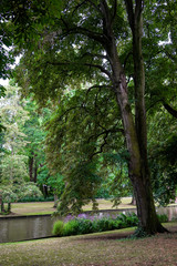 Fototapeta na wymiar Tall old ancient trees in the park and running stream with duck and goose