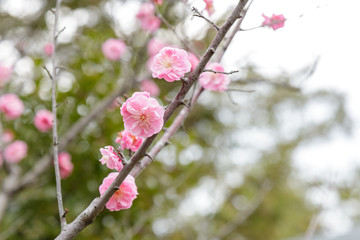 Prunus mume flower