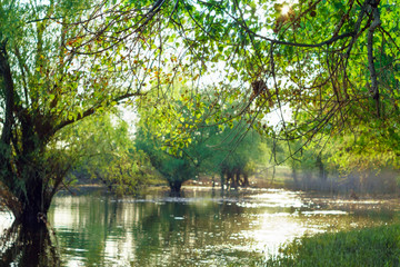 summer forest on a bright Sunny day trees by the river