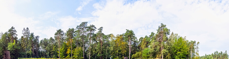 Polish wild forest - Kampinos National Park, Poland
